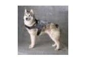 Siberian-husky-dog-breed-store.com